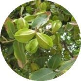 Arjuna (Terminalia arjuna)