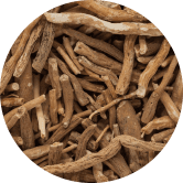 Ashwagandha(Withania somnifera)