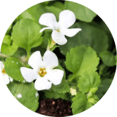 Brahmi (Bacopa Monneri)