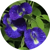 Shankhapushpi (Convolvulus pluricaulis)